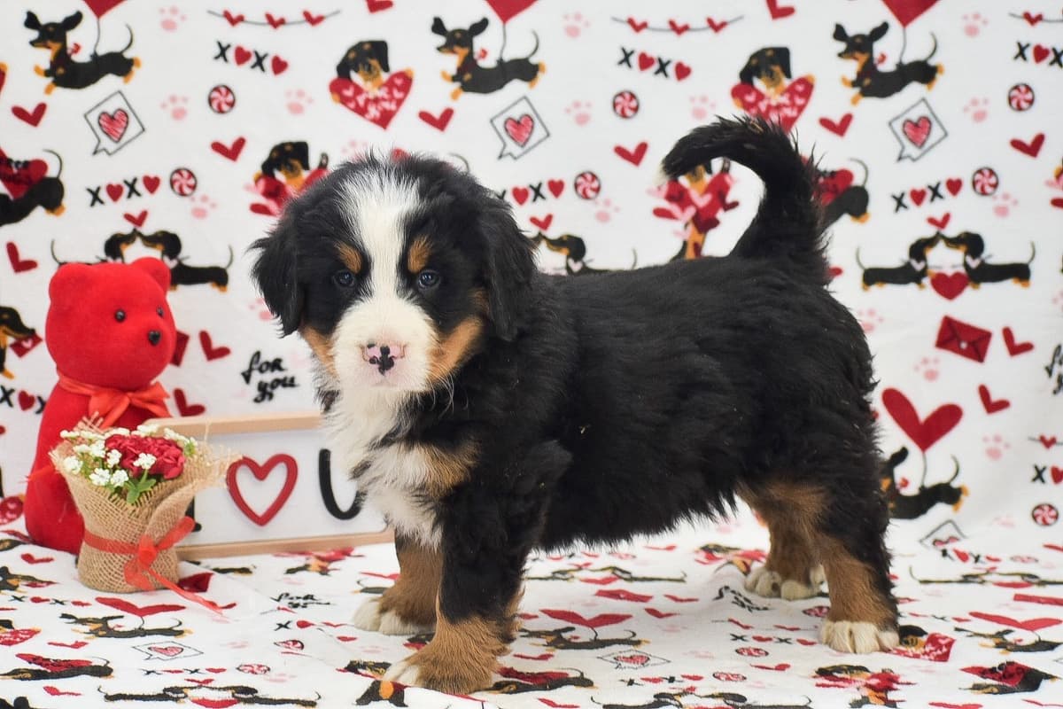 Bernese Mtn. Dog PUPPIES NOW AVAILABLE π·β€οΈ π CALL 484-630-4837 breeder image 3