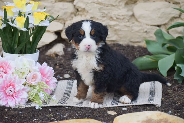 Bernese Mtn. Dog PUPPIES NOW AVAILABLE 🌷❤️    📞 CALL 484-630-4837 media 5