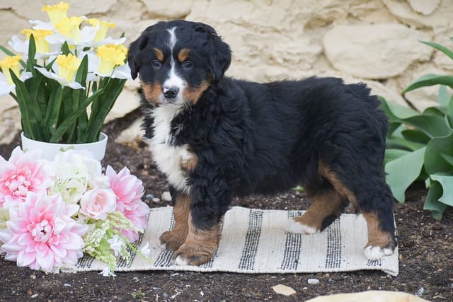Bernese Mtn. Dog PUPPIES NOW AVAILABLE 🌷❤️    📞 CALL 484-630-4837 media 6