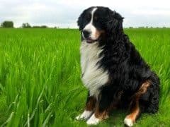 Bernese Mtn. Dog PUPPIES NOW AVAILABLE 🌷❤️    📞 CALL 484-630-4837 media 8