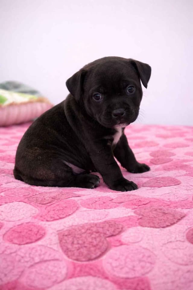 Staffordshire Bull Terrier Puppies media 2