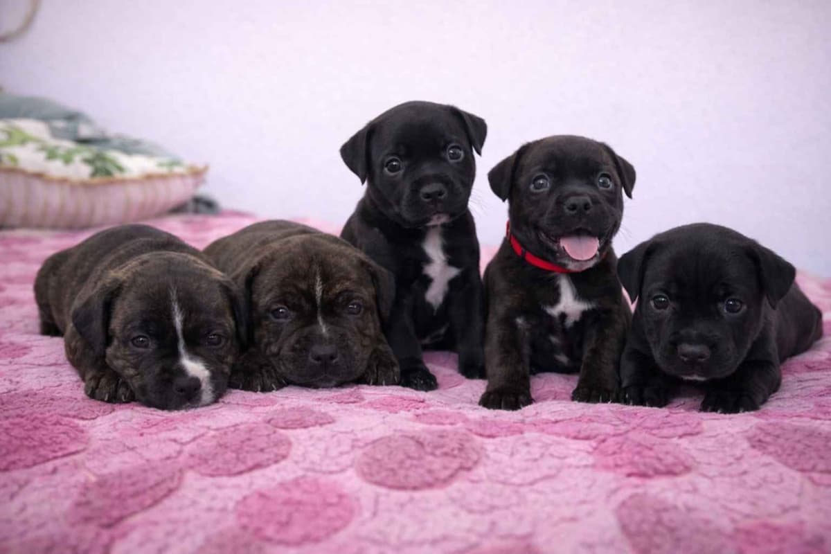 Staffordshire Bull Terrier Puppies breeder image 1