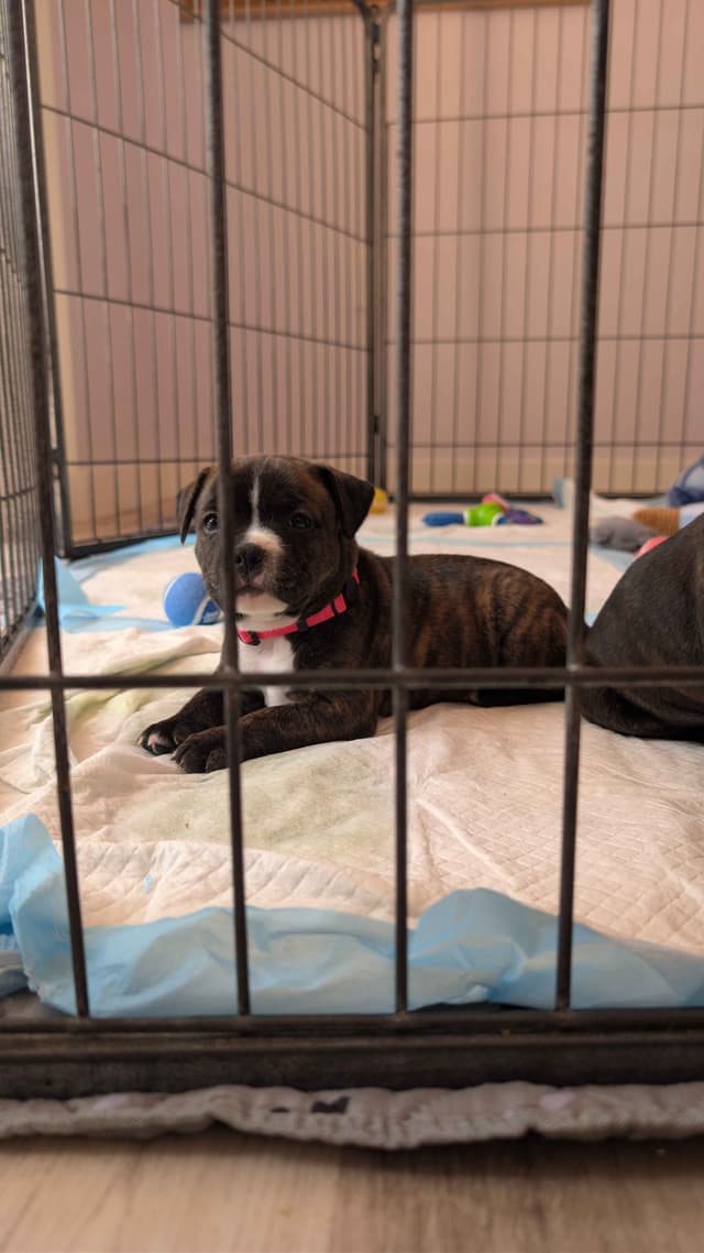 Staffordshire Bull Terrier Puppies media 4
