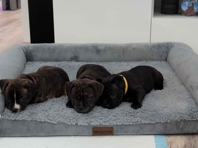 Staffordshire Bull Terrier Puppies media 5
