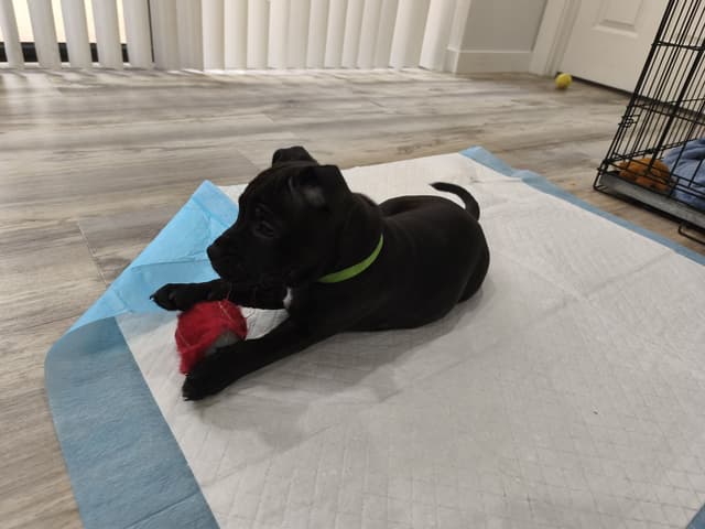 Staffordshire Bull Terrier Puppies media 6
