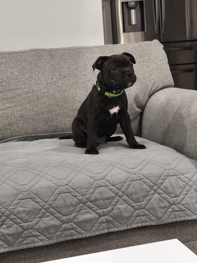Staffordshire Bull Terrier Puppies media 7