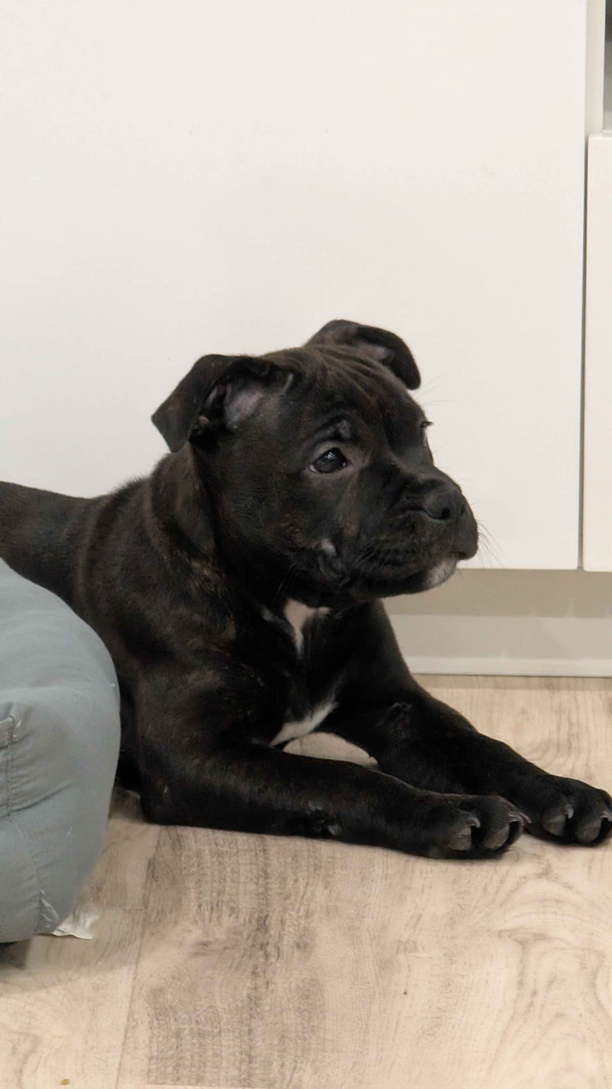 Staffordshire Bull Terrier Puppies breeder image 2