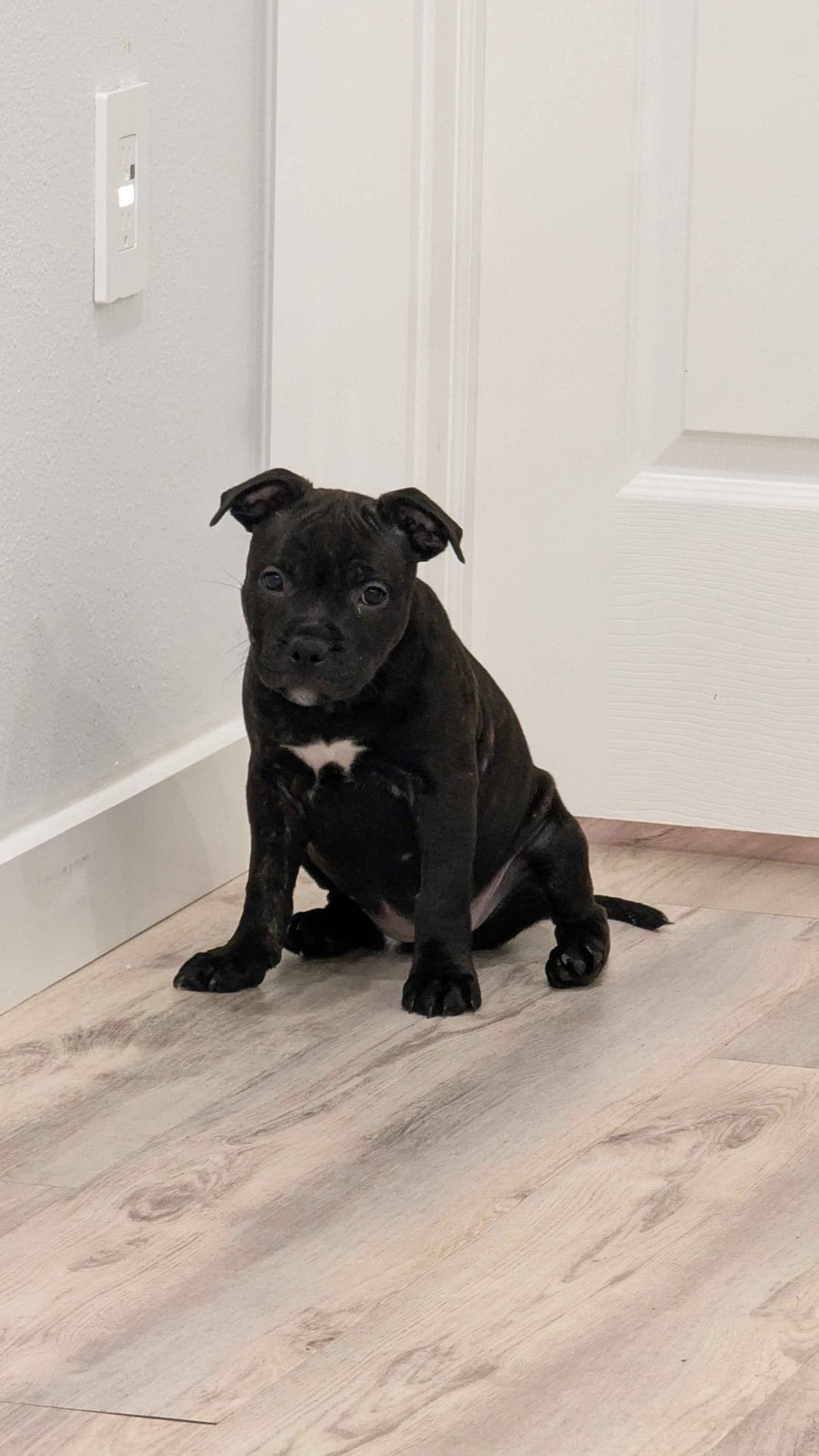 Staffordshire Bull Terrier Puppies breeder image 3