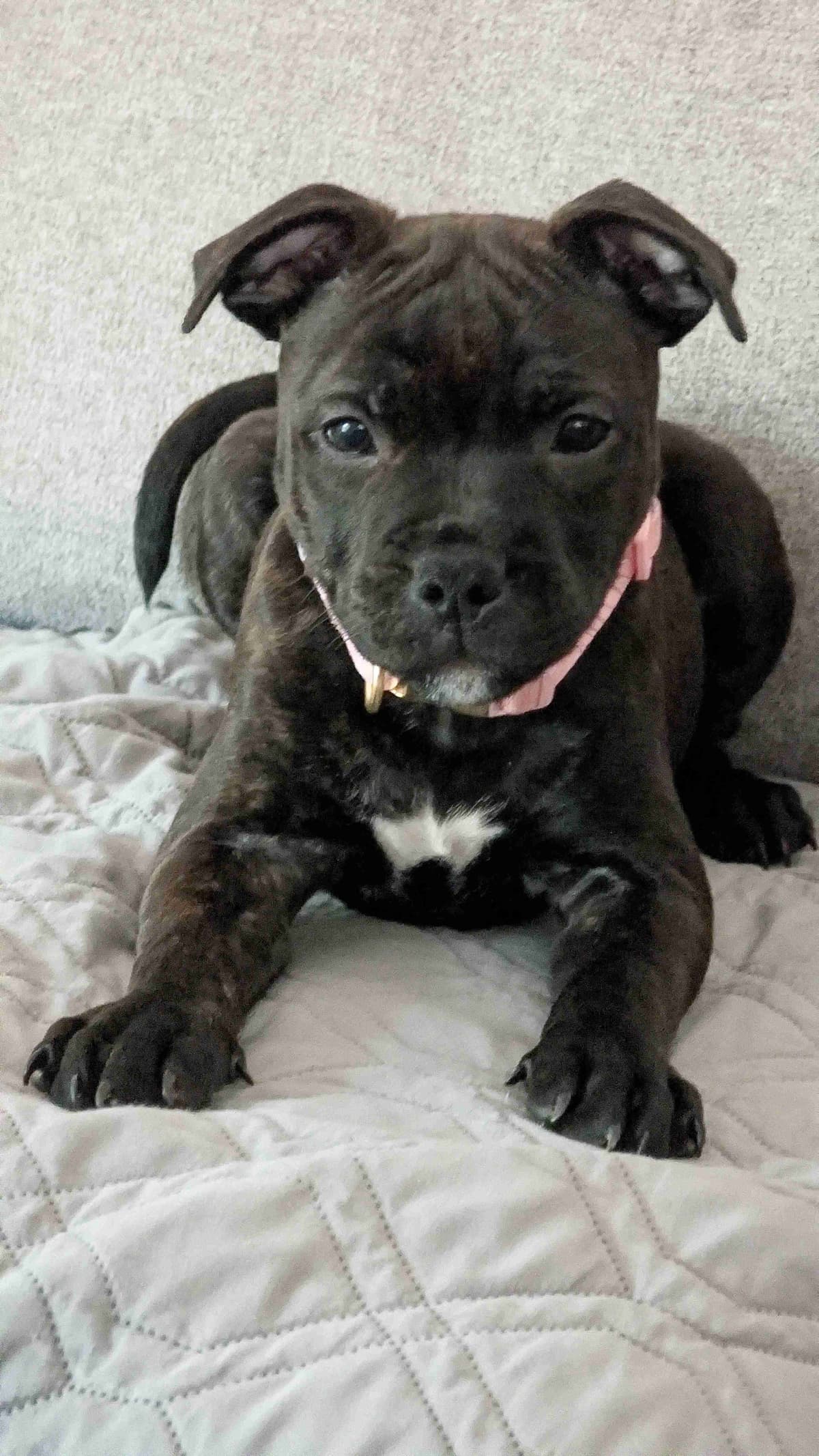 Staffordshire Bull Terrier Puppies breeder image 4
