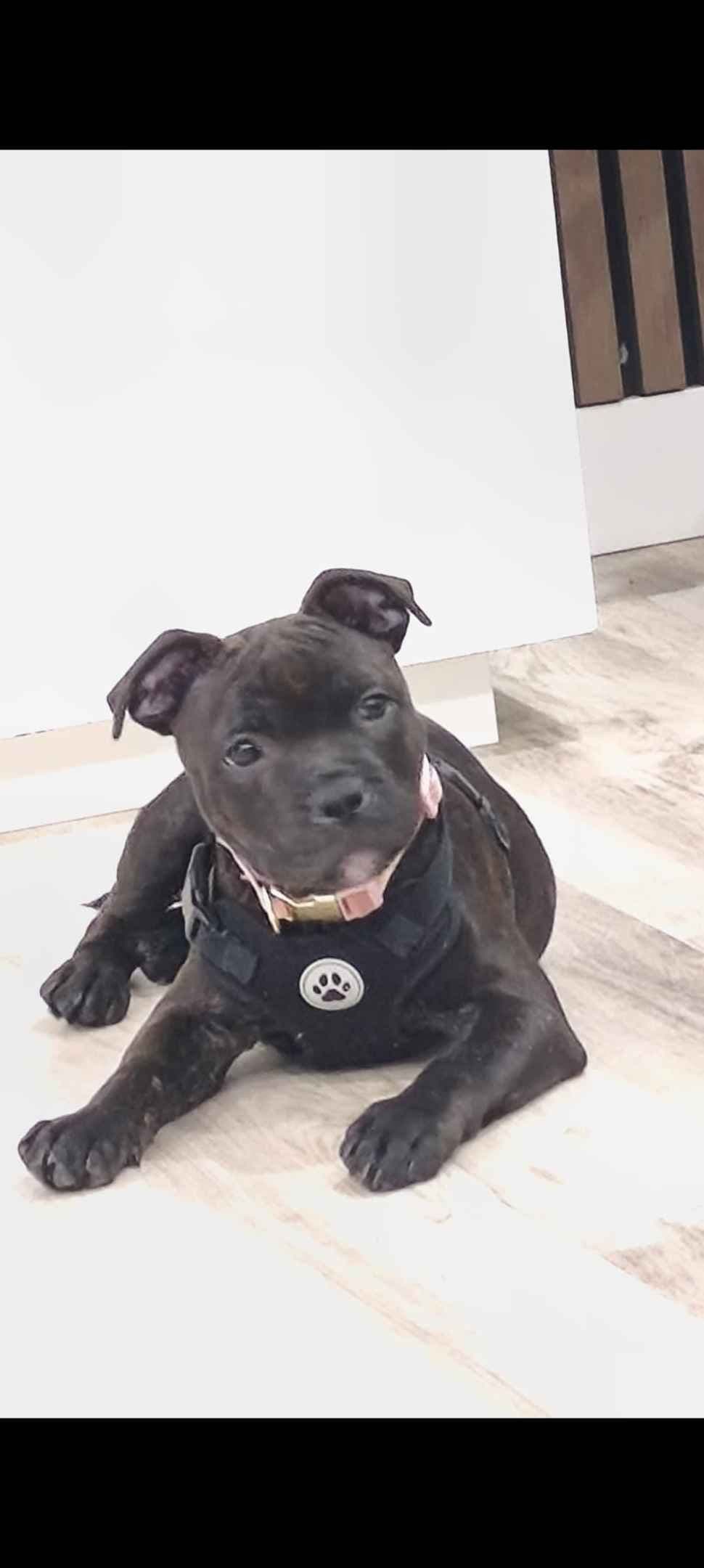 Staffordshire Bull Terrier Puppies breeder image 5