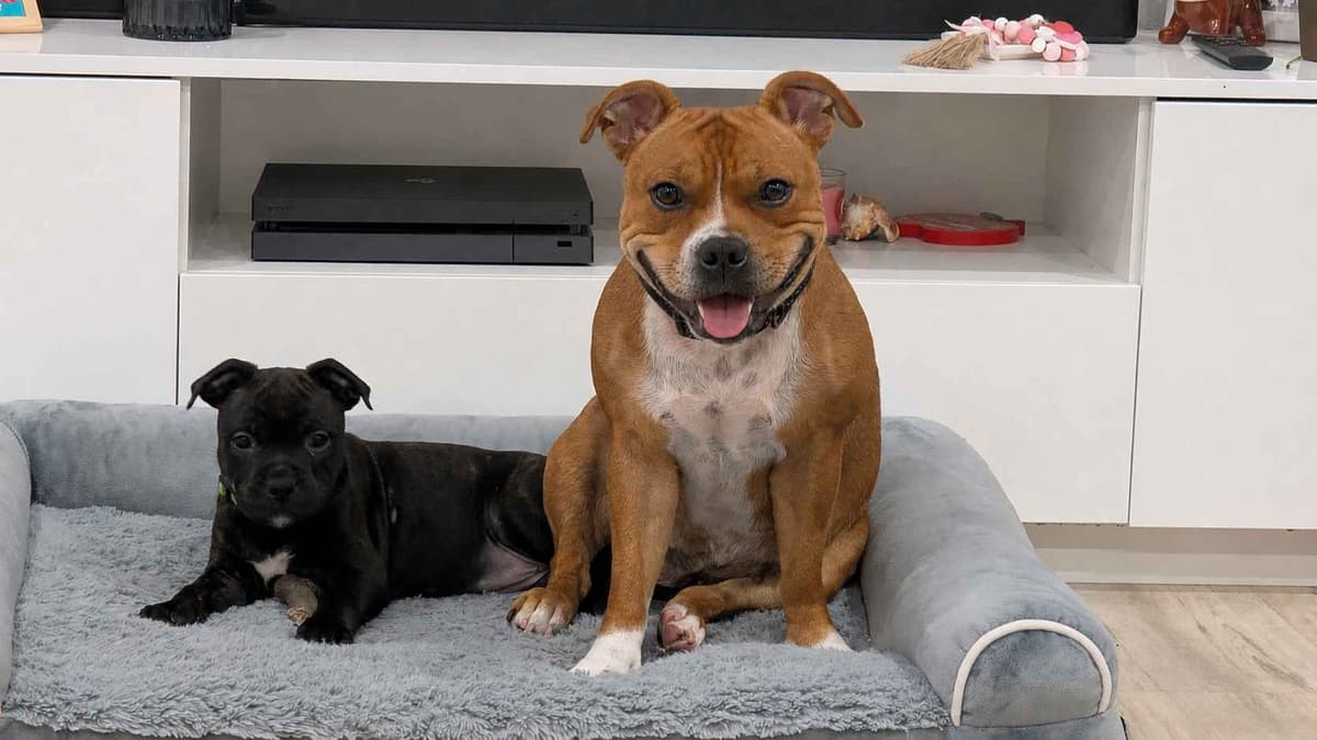 Staffordshire Bull Terrier Puppies breeder image 6