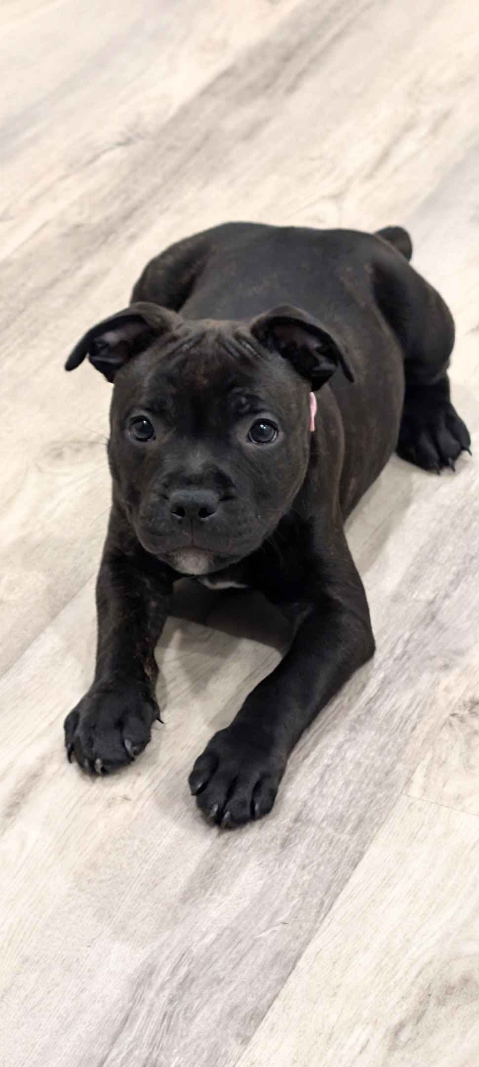 Staffordshire Bull Terrier Puppies breeder image 7