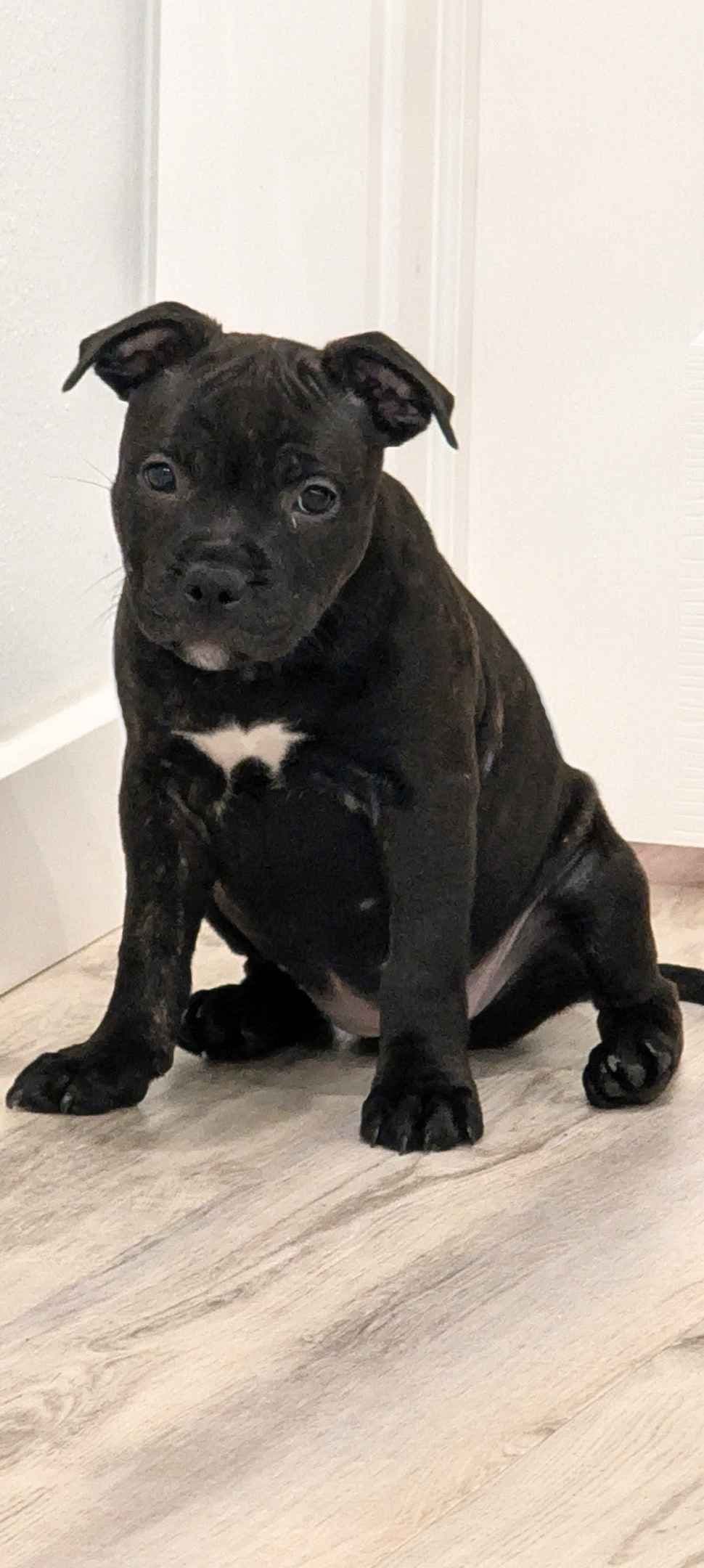 Staffordshire Bull Terrier Puppies breeder image 9