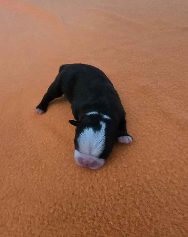 Boston Terrier Puppy - On Hold media 2