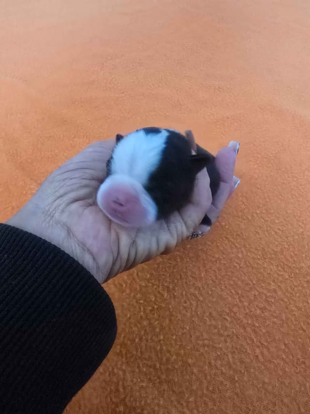 Boston Terrier Puppy - On Hold media 3