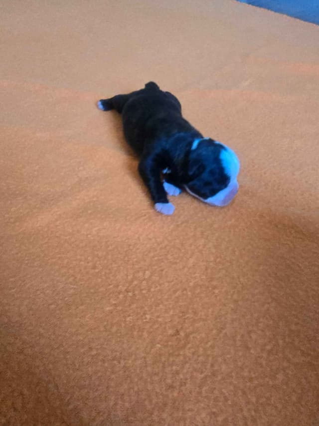 Boston Terrier Puppy - On Hold media 4
