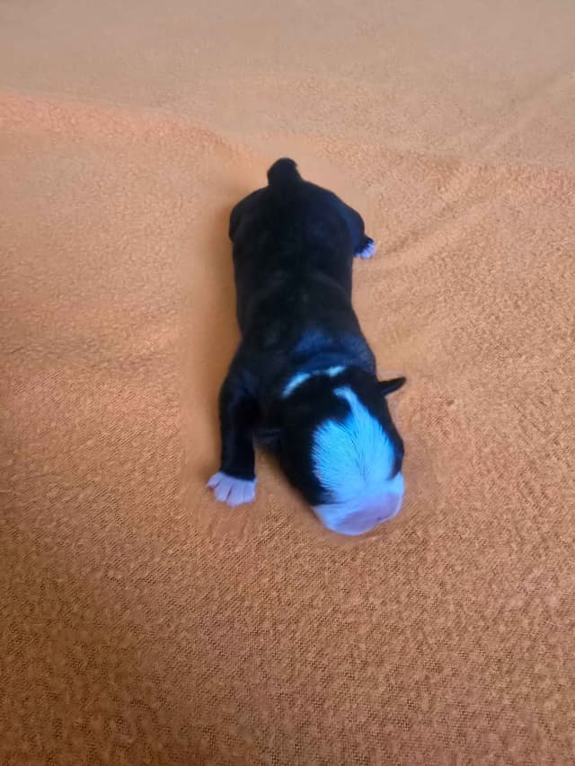 Boston Terrier Puppy - On Hold media 5