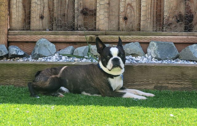Boston Terrier Puppy - On Hold media 6
