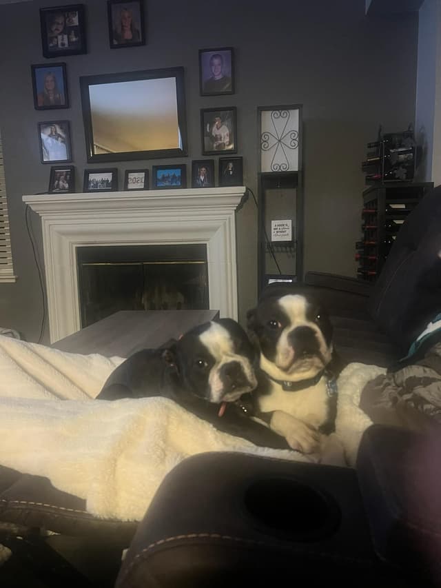 Boston Terrier Puppy - On Hold media 8