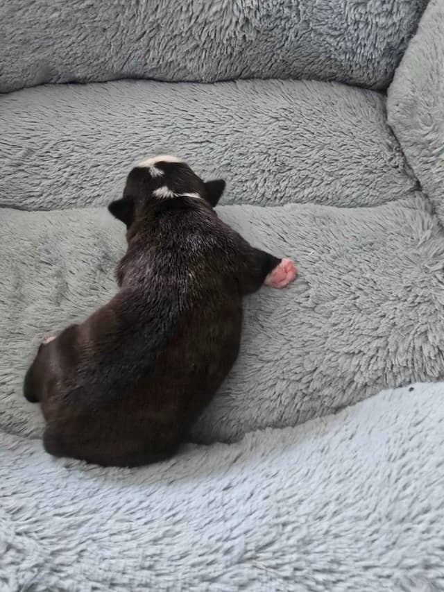 Boston Terrier Puppy - On Hold media 10