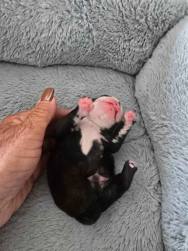 Boston Terrier Puppy - On Hold media 11