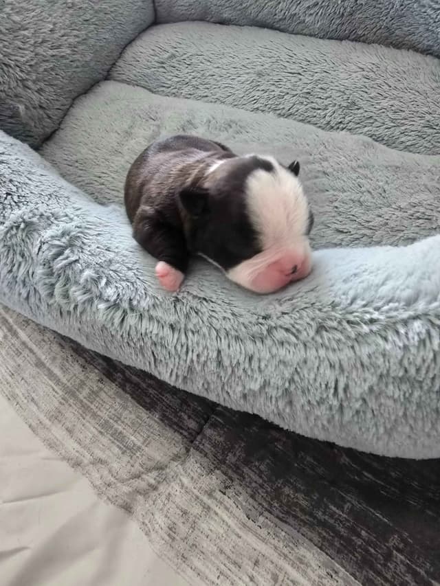 Boston Terrier Puppy - On Hold media 12