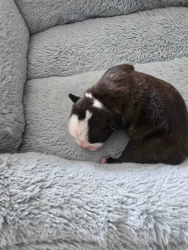 Boston Terrier Puppy - On Hold media 13