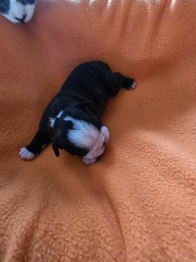 Boston Terrier Puppy - On Hold media 14