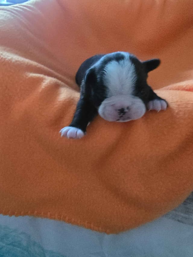 Boston Terrier Puppy - On Hold media 15