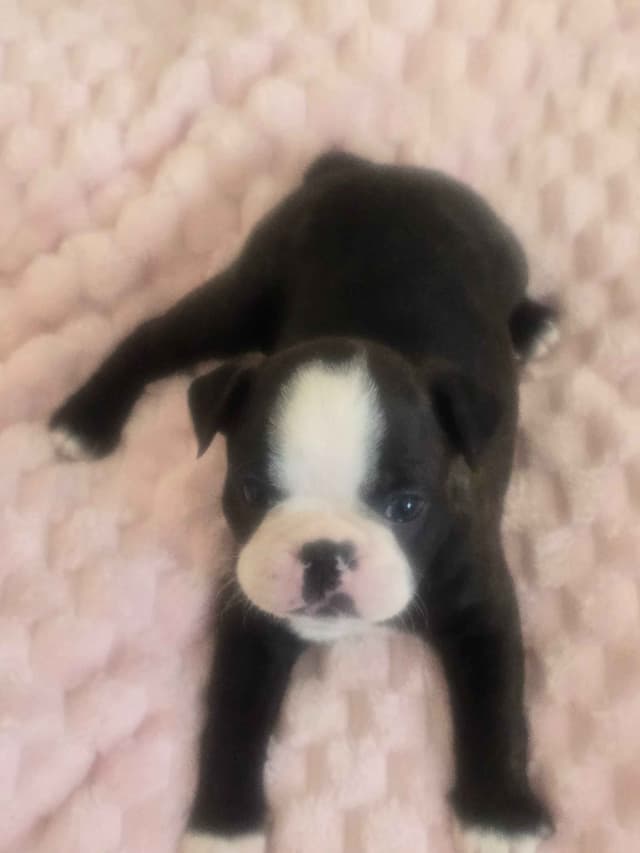 Boston Terrier Puppy - On Hold media 16