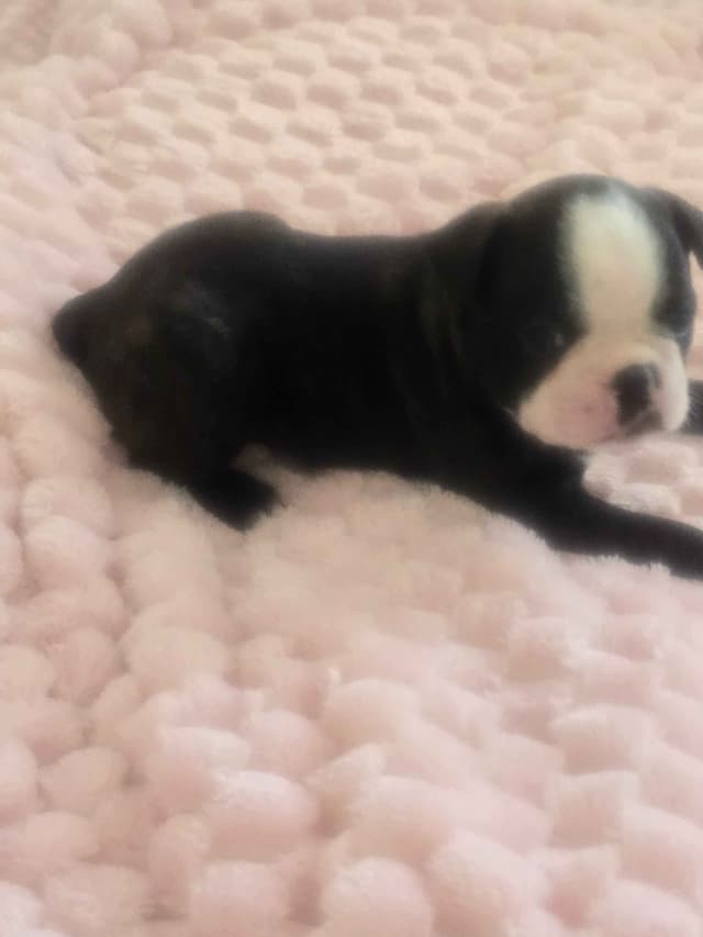 Boston Terrier Puppy - On Hold media 17