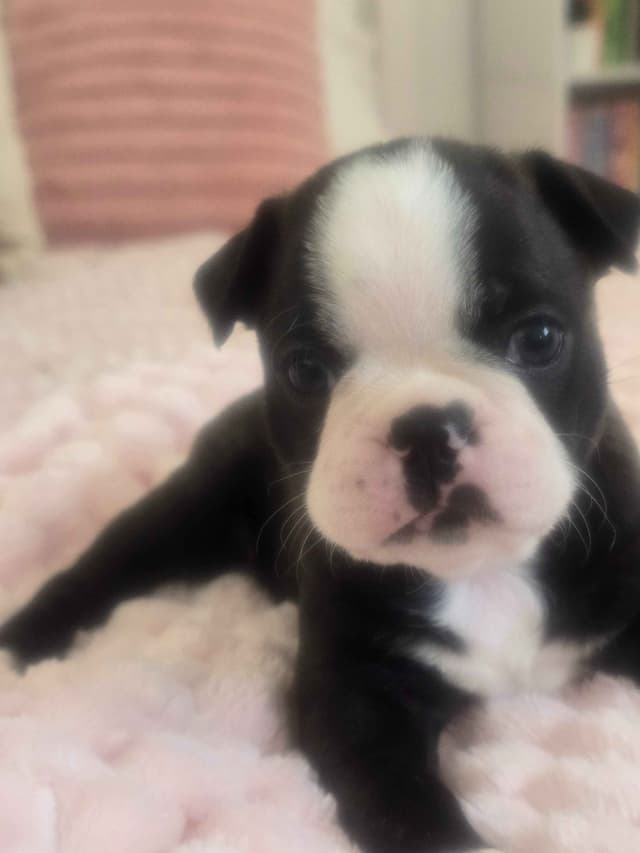 Boston Terrier Puppy - On Hold media 18