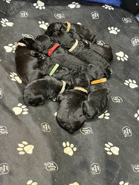 Giant Schnauzer Puppies breeder image 1