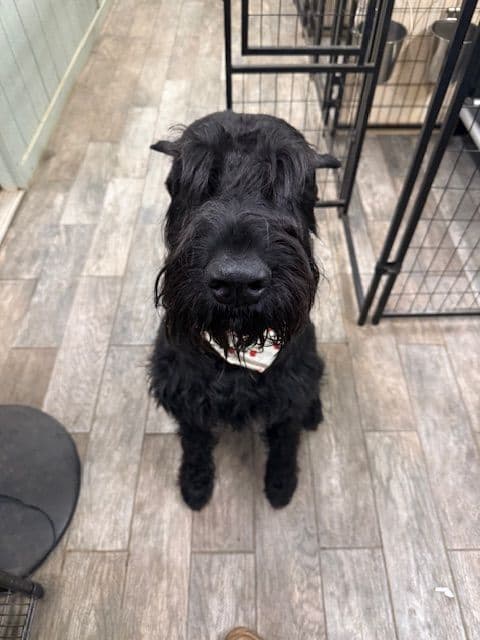Giant Schnauzer Puppies breeder image 2