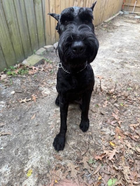 Giant Schnauzer Puppies breeder image 3