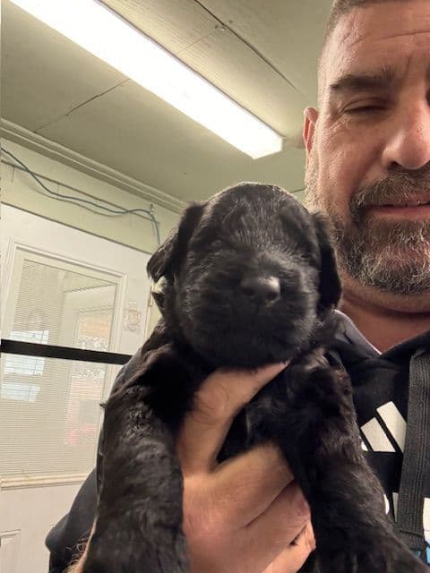 Giant Schnauzer Puppies breeder image 5