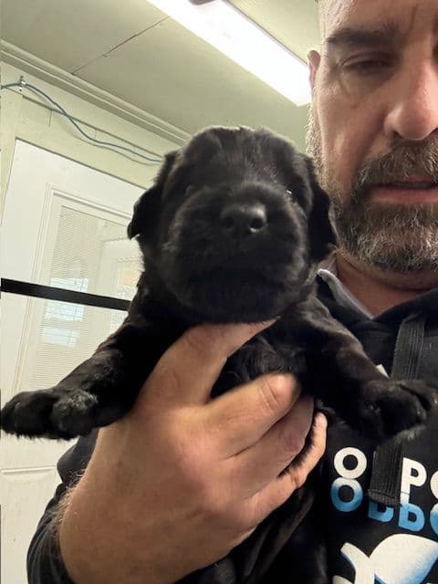 Giant Schnauzer Puppies breeder image 6