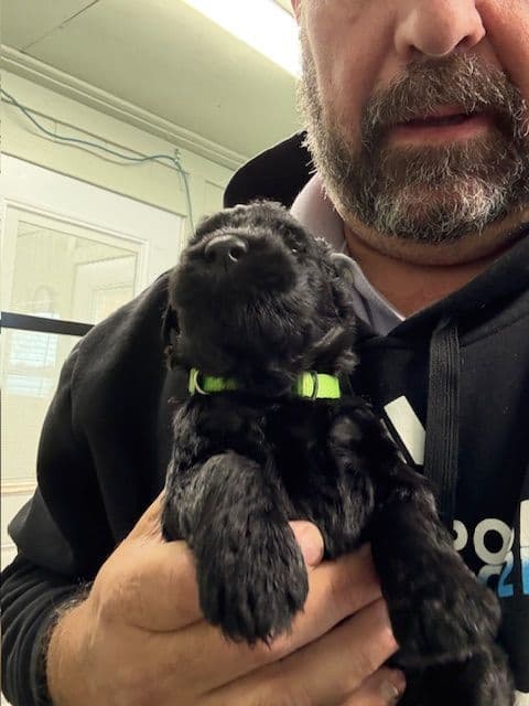 Giant Schnauzer Puppies breeder image 7