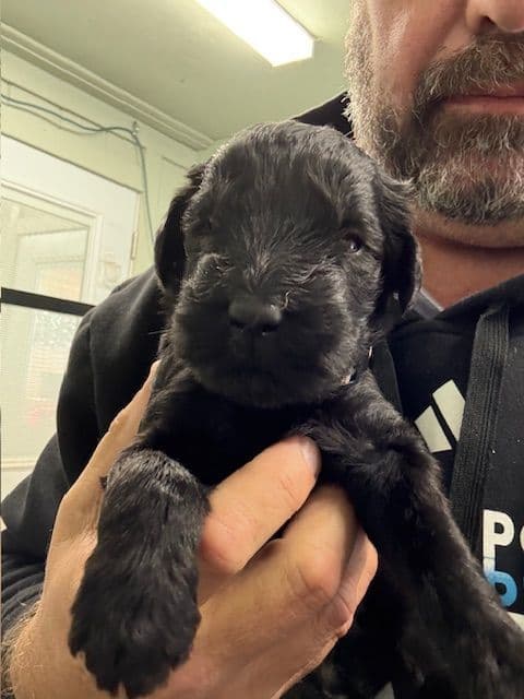 Giant Schnauzer Puppies breeder image 8