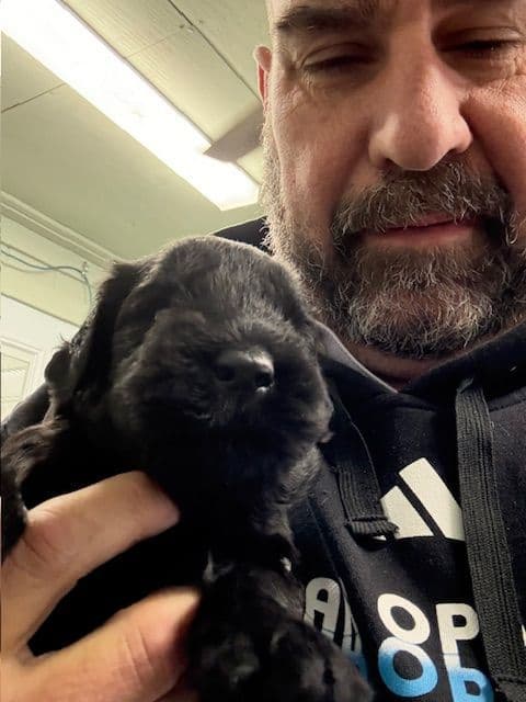 Giant Schnauzer Puppies breeder image 9