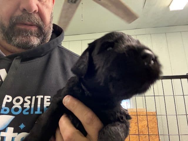 Giant Schnauzer Puppies breeder image 10
