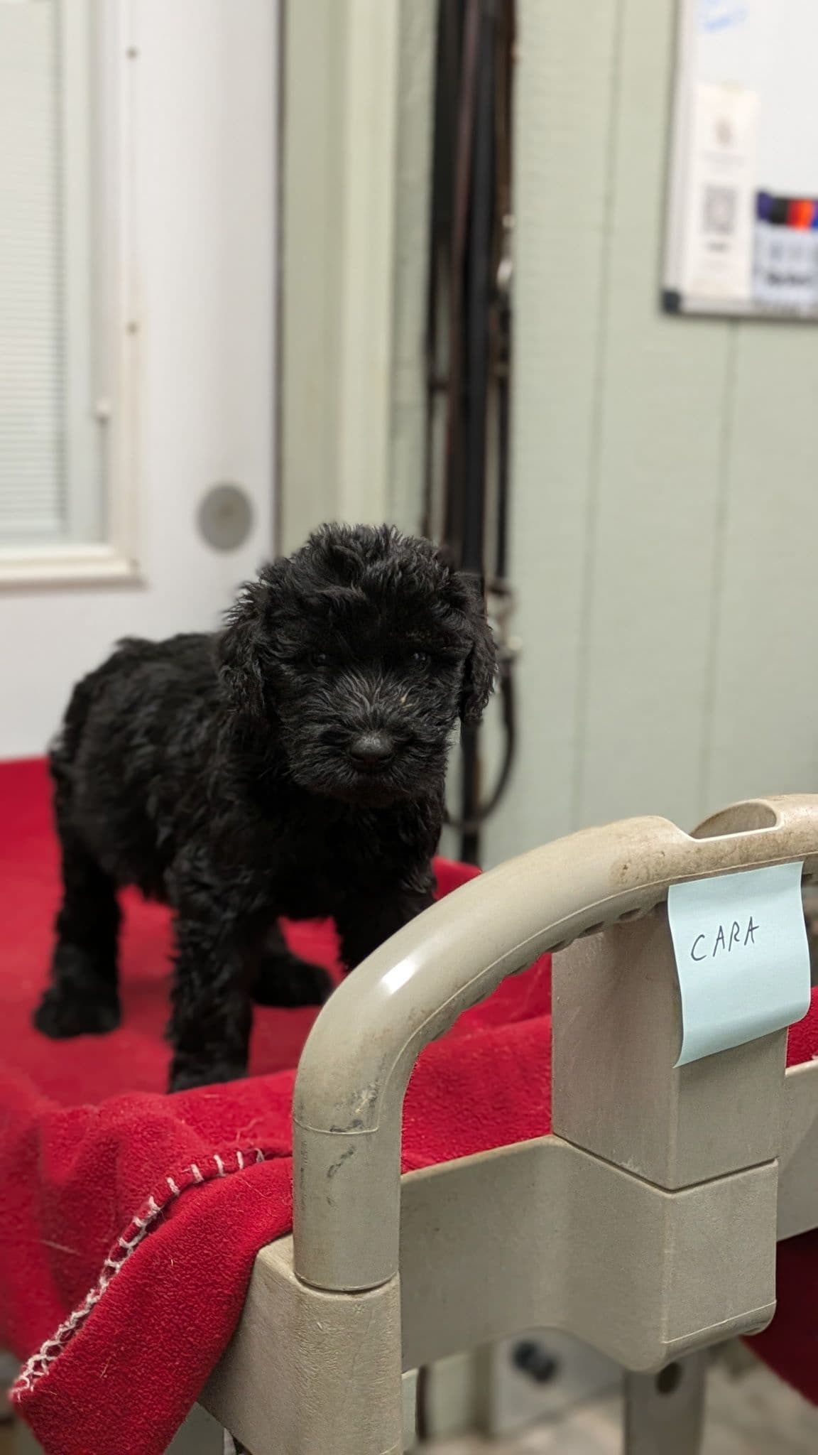 Giant Schnauzer Puppies breeder image 12