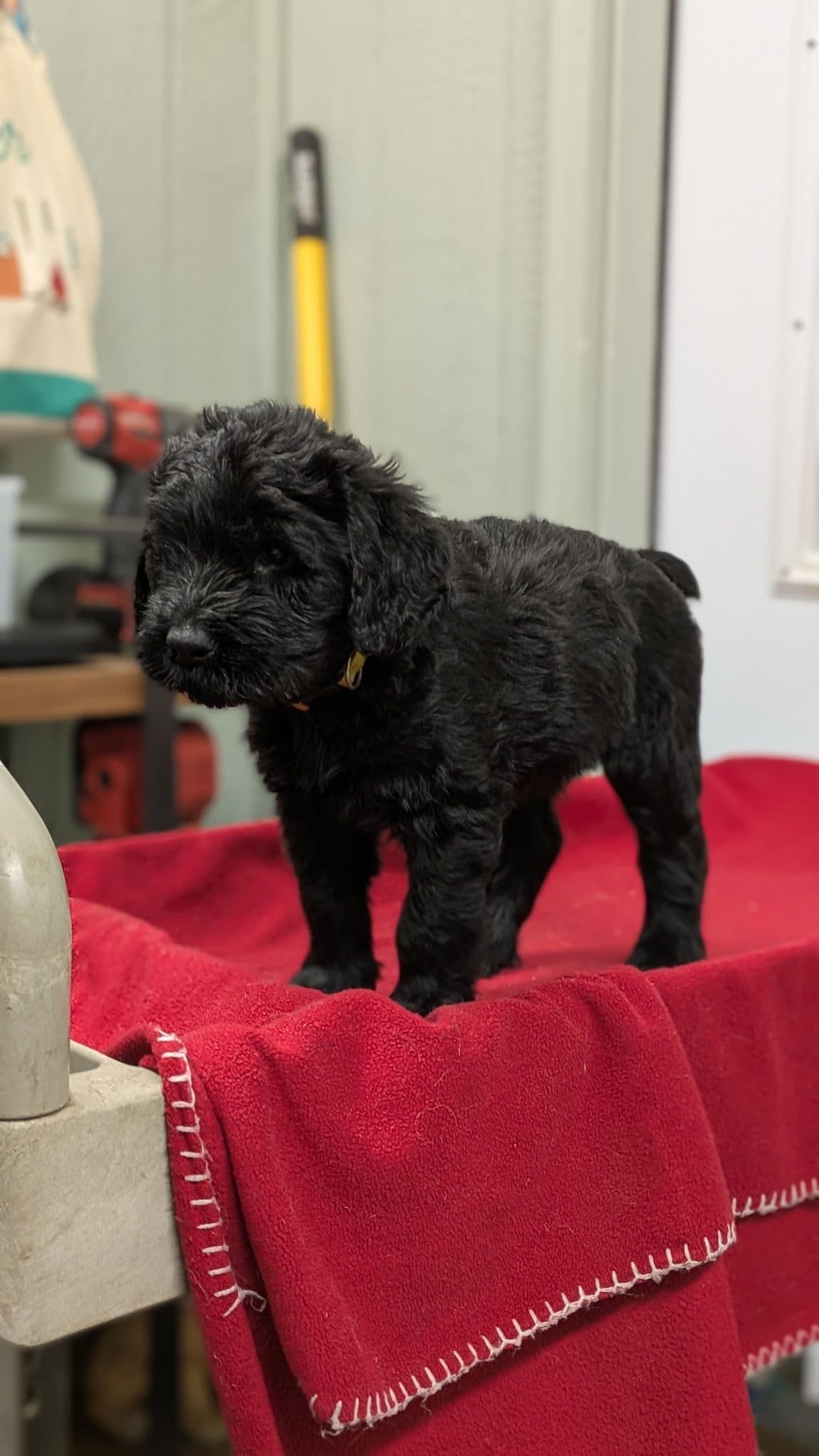 Giant Schnauzer Puppies breeder image 13