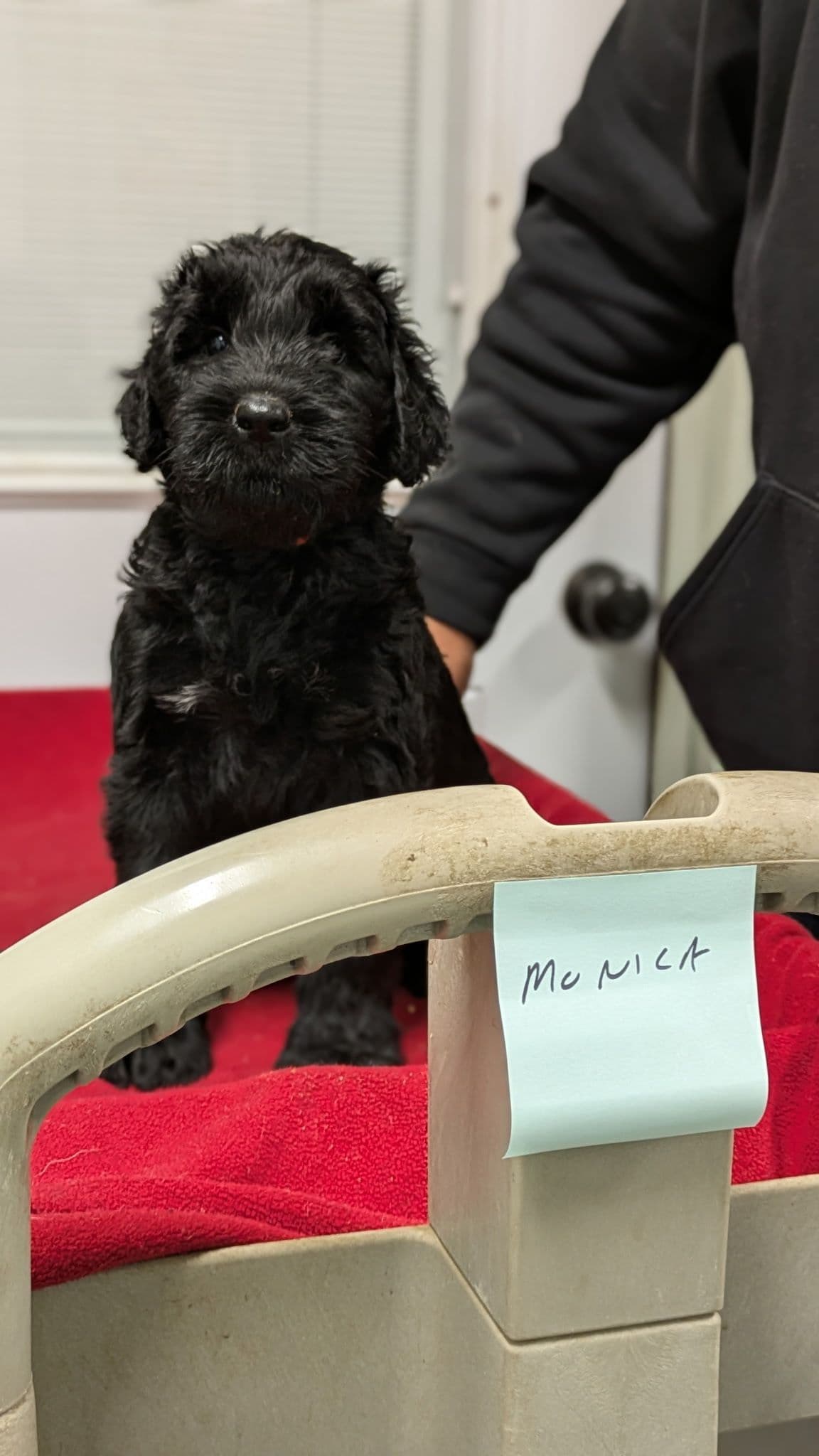 Giant Schnauzer Puppies breeder image 14