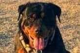 Romeo Ranch Rottweiler Puppies 4054098923 breeder image 9