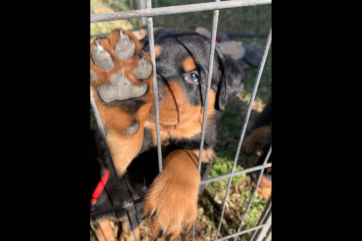 Romeo Ranch Rottweiler Puppies 4054098923 breeder image 7