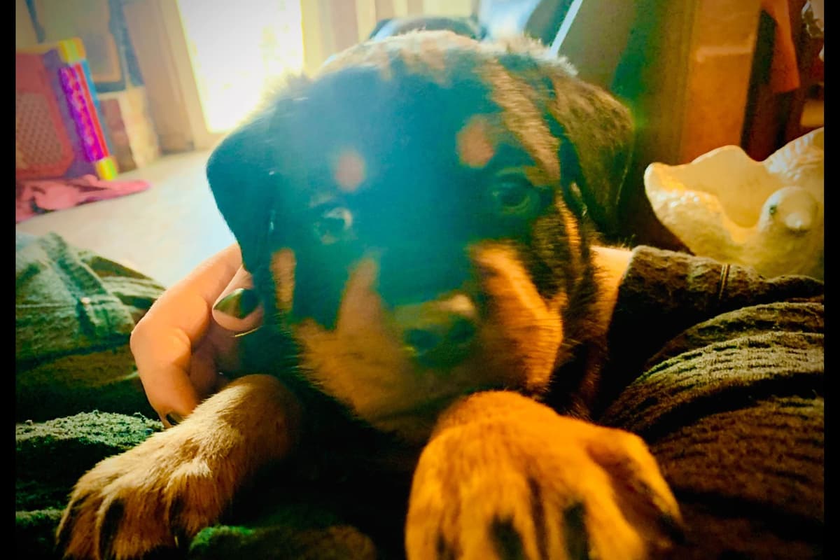 Romeo Ranch Rottweiler Puppies 4054098923 breeder image 14