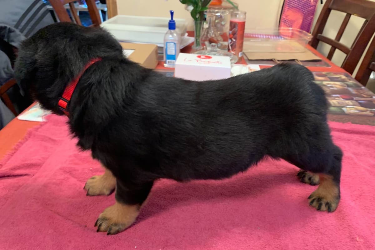 Romeo Ranch Rottweiler Puppies 4054098923 breeder image 12