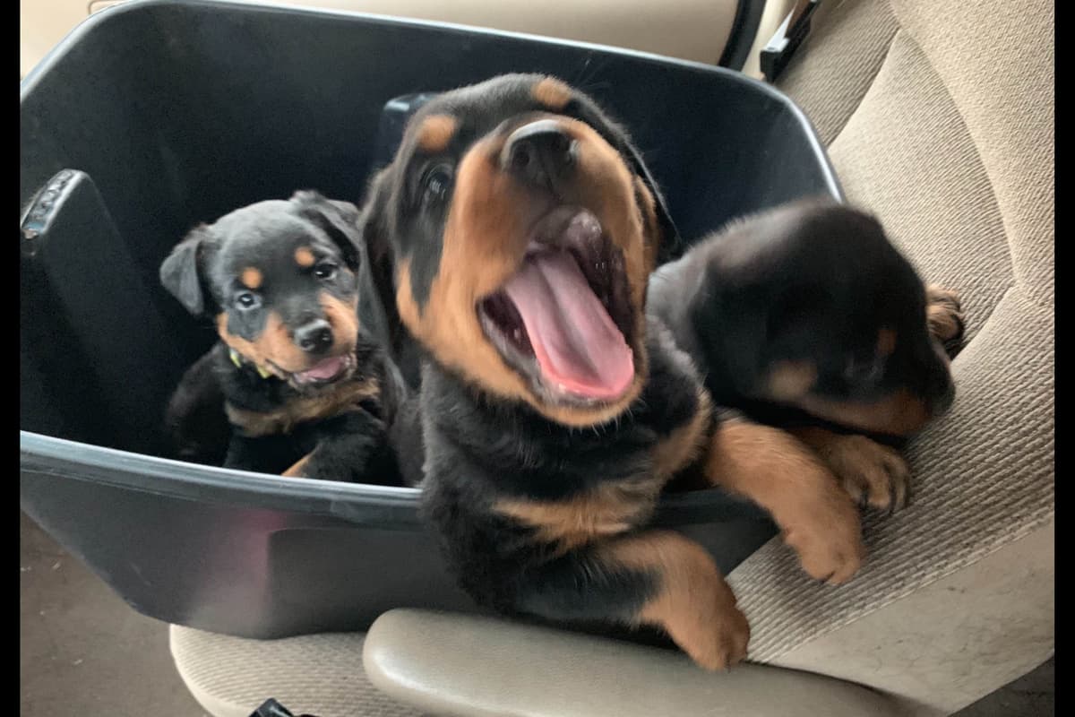 Romeo Ranch Rottweiler Puppies 4054098923 breeder image 4