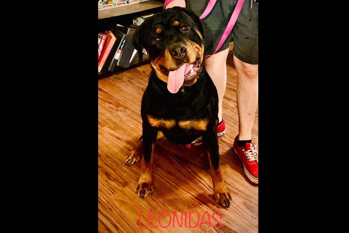 Romeo Ranch Rottweiler Puppies 4054098923 breeder image 21